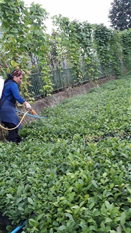 Tarımsal Danışmanlık Kapsamında Çay Fidanları Yapraktan Gübreleme